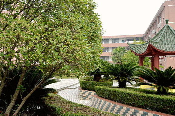 湖口二中：桂子花开香满园